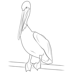Pelican Webbed Feet Free Coloring Page for Kids