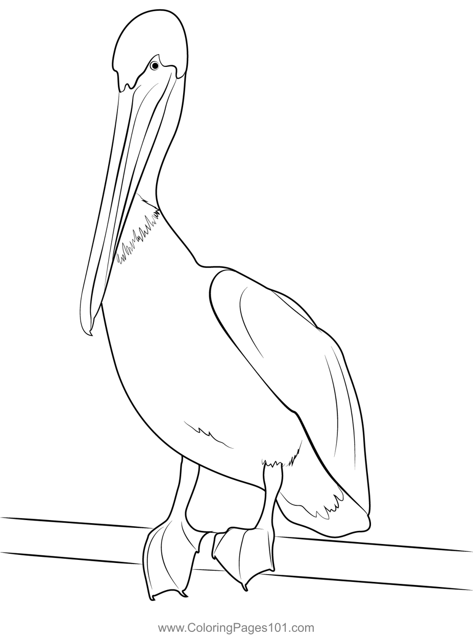 Pelican Webbed Feet