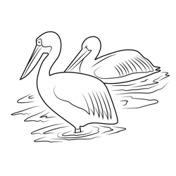Pelicans Swimming Free Coloring Page for Kids