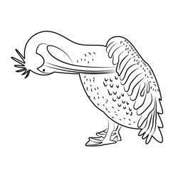 White Pelican Scratching Wings Free Coloring Page for Kids