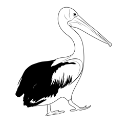 Wonderful Bird Is The Pelican Free Coloring Page for Kids