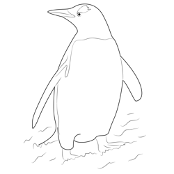 Gentoo Penguin Free Coloring Page for Kids