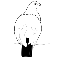 A Willow Ptarmigan Hen Free Coloring Page for Kids