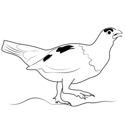 Alaska's State Bird Free Coloring Page for Kids