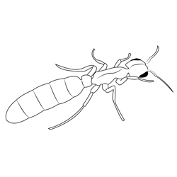 Ant1 Free Coloring Page for Kids