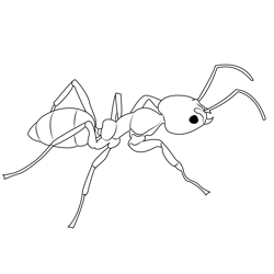 Argentine Ant Free Coloring Page for Kids