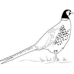 Beautiful Ring Necked Pheasant Free Coloring Page for Kids