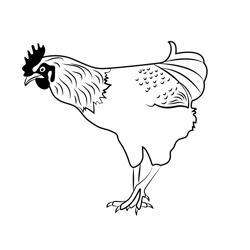 Beautiful Rooster Free Coloring Page for Kids