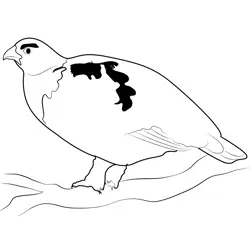 Big Willow Ptarmigan Free Coloring Page for Kids