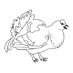 Black Grouse 1 Free Coloring Page for Kids
