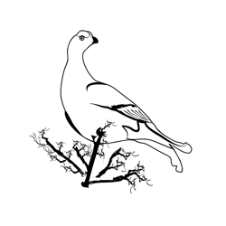 Black Grouse 2 Free Coloring Page for Kids