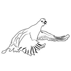 Black Grouse 4 Free Coloring Page for Kids