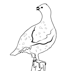 Black Grouse 5 Free Coloring Page for Kids