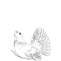 Capercaillie 10 Free Coloring Page for Kids