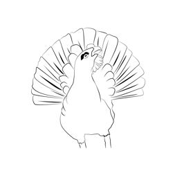 Capercaillie 2 Free Coloring Page for Kids