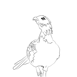 Capercaillie 3 Free Coloring Page for Kids