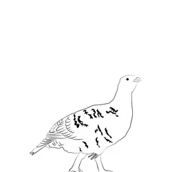 Capercaillie 4 Free Coloring Page for Kids