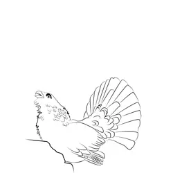 Capercaillie 5 Free Coloring Page for Kids
