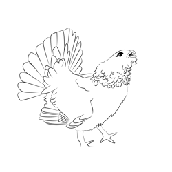 Capercaillie 6 Free Coloring Page for Kids