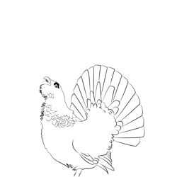 Capercaillie 7 Free Coloring Page for Kids