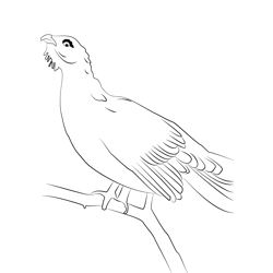 Capercaillie 8 Free Coloring Page for Kids