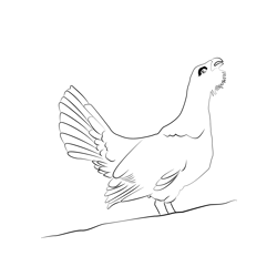 Capercaillie 9 Free Coloring Page for Kids