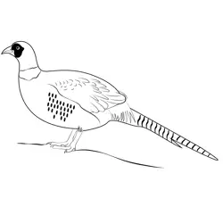Chinese Ring Necked Pheasant Free Coloring Page for Kids