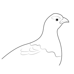 Close Up Willow Ptarmigan Free Coloring Page for Kids