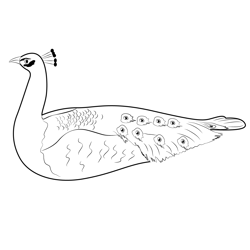 Colorful Peacock Free Coloring Page for Kids