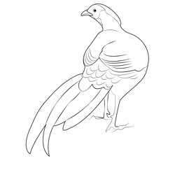 Colorful Ring Necked Pheasant Free Coloring Page for Kids