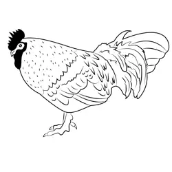 Colorful Rooster Free Coloring Page for Kids