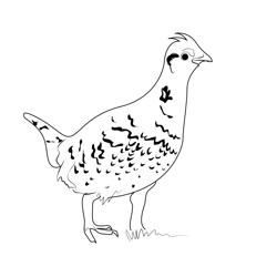 Columbian Sharp Tailed Grouse Male Free Coloring Page for Kids