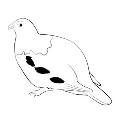 Fat Willow Ptarmigan Bird Free Coloring Page for Kids