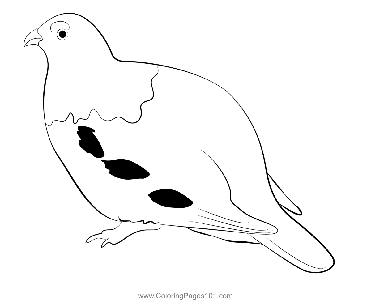 Fat Willow Ptarmigan Bird