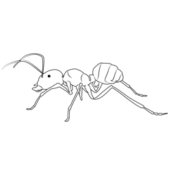 Fire Ants Free Coloring Page for Kids