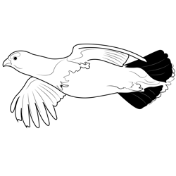 Fly Willow Ptarmigan Free Coloring Page for Kids