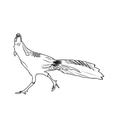 Golden Pheasant 1 Free Coloring Page for Kids