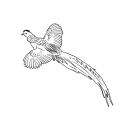 Golden Pheasant 3 Free Coloring Page for Kids