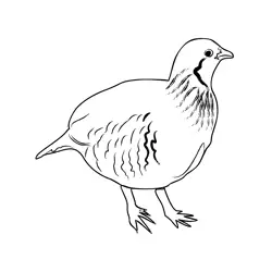Grey Partridge 1 Free Coloring Page for Kids