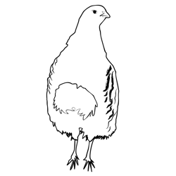 Grey Partridge 2 Free Coloring Page for Kids