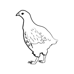 Grey Partridge 3 Free Coloring Page for Kids