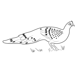 Grey Peacock Male Free Coloring Page for Kids