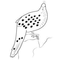 Grey Peacock Free Coloring Page for Kids