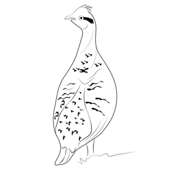 Grouse Back Side Free Coloring Page for Kids