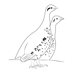 Grouse Bird Free Coloring Page for Kids