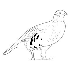 Grouse Free Coloring Page for Kids