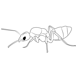 Humile Ant Free Coloring Page for Kids