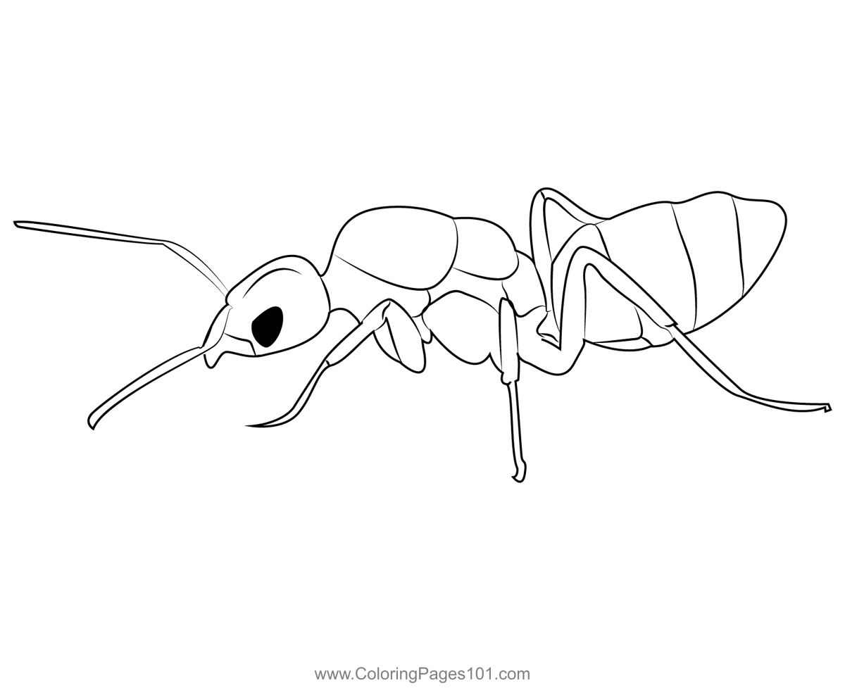 Humile Ant