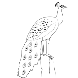 Indian Peacock Free Coloring Page for Kids