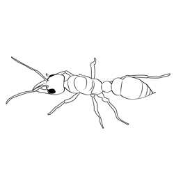 Jerusalem Creek Ant Free Coloring Page for Kids